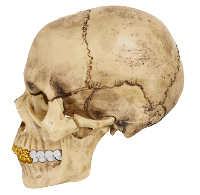 Supreme 4D Model Human Skull Natural