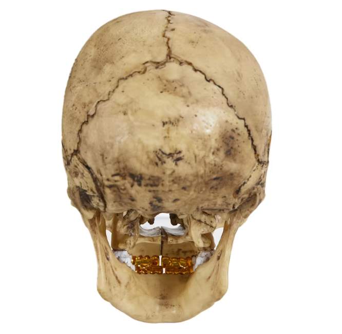 Supreme 4D Model Human Skull Natural